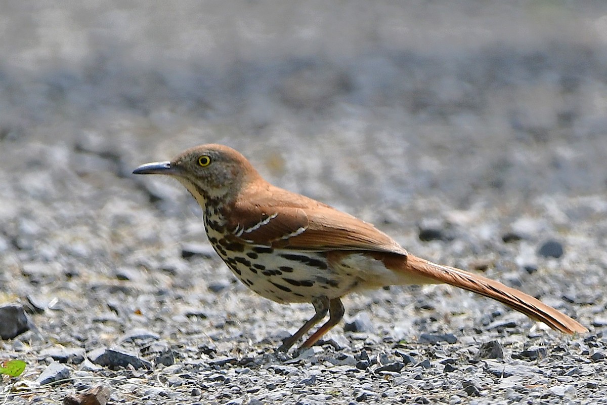 Brown Thrasher - ML638420804