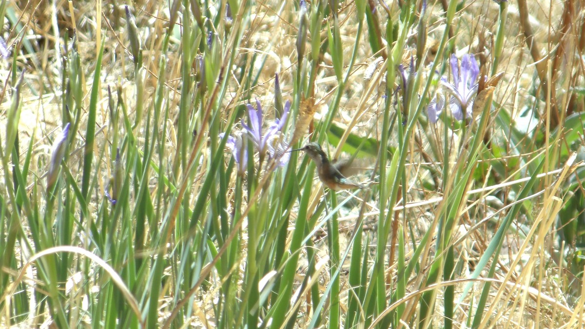 Broad-tailed Hummingbird - ML638420805