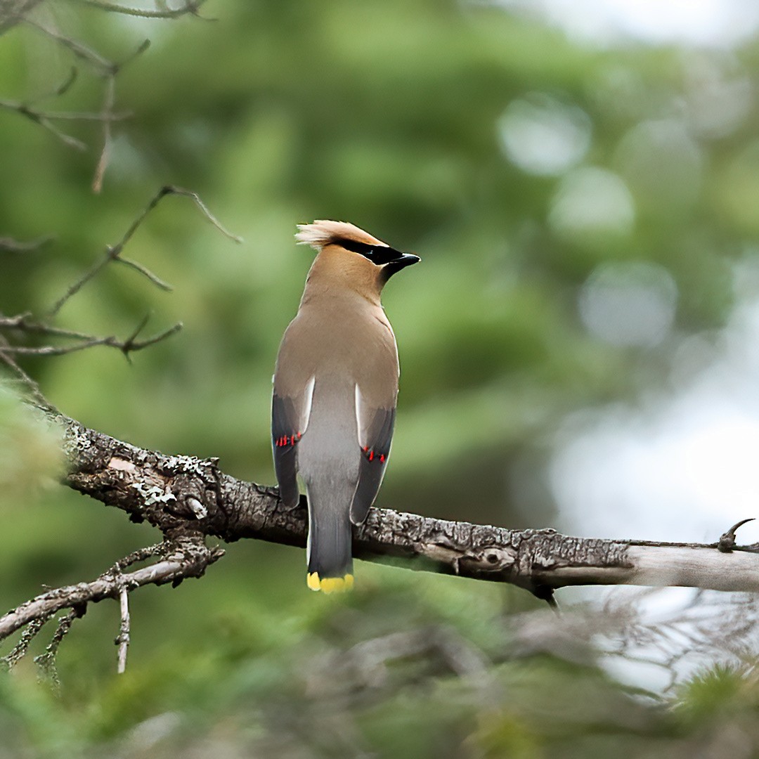 Cedar Waxwing - ML638420812