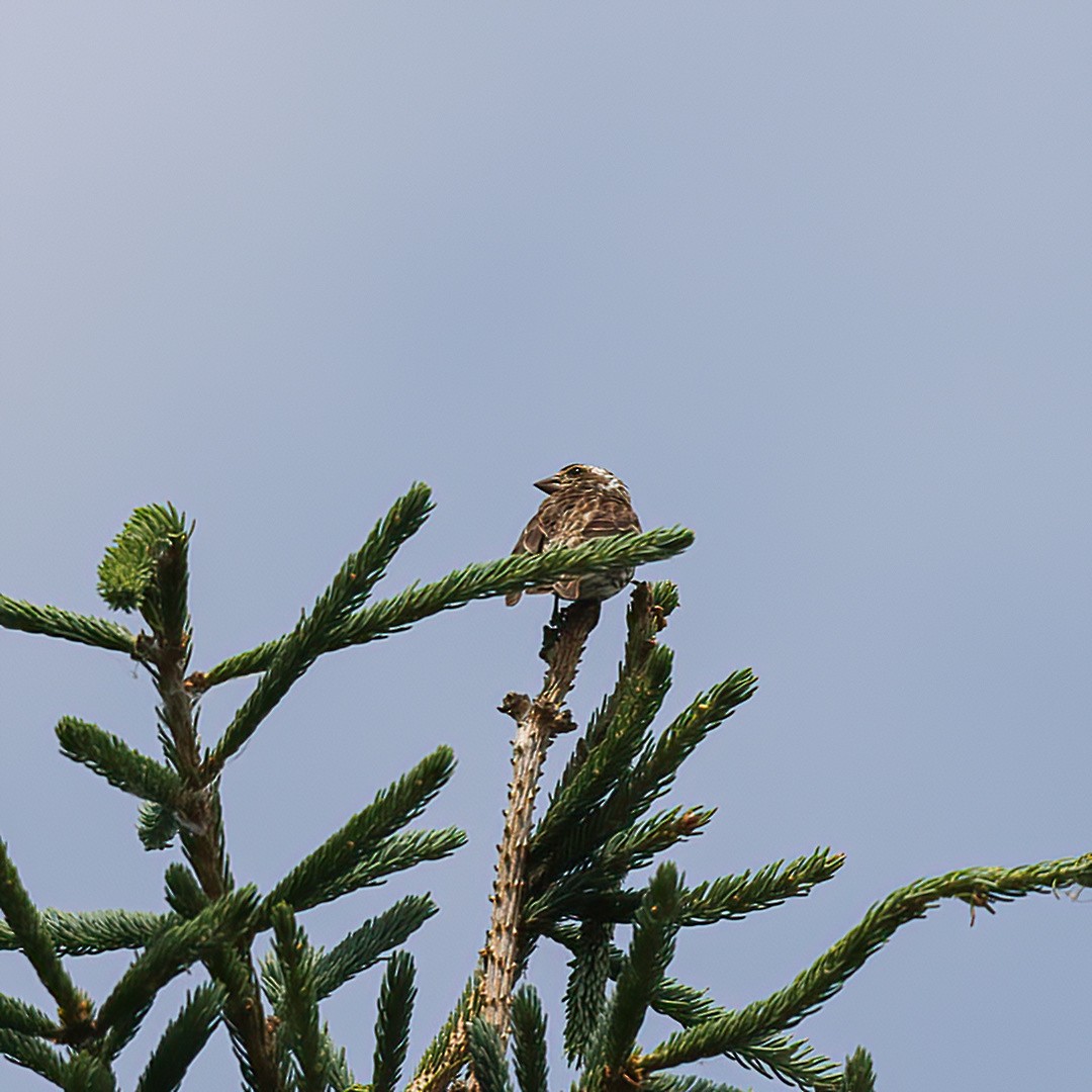 Purple Finch - ML638420815