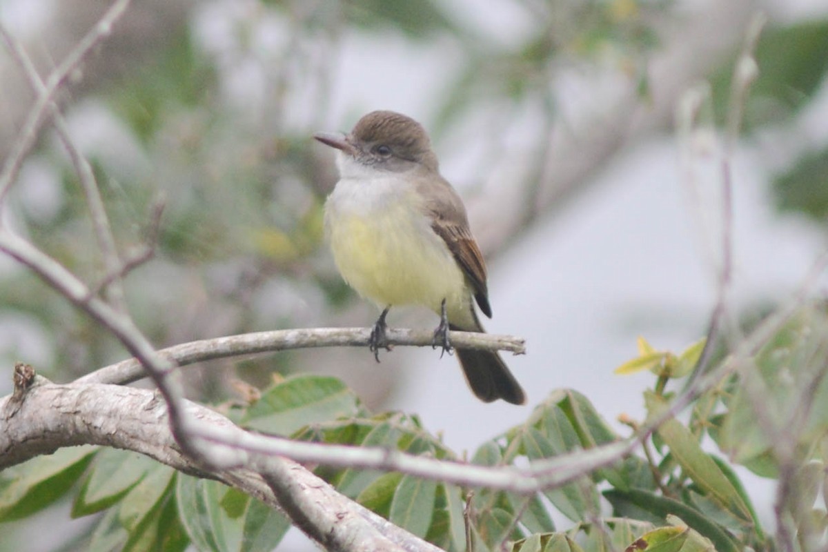 Short-crested Flycatcher - ML638420820