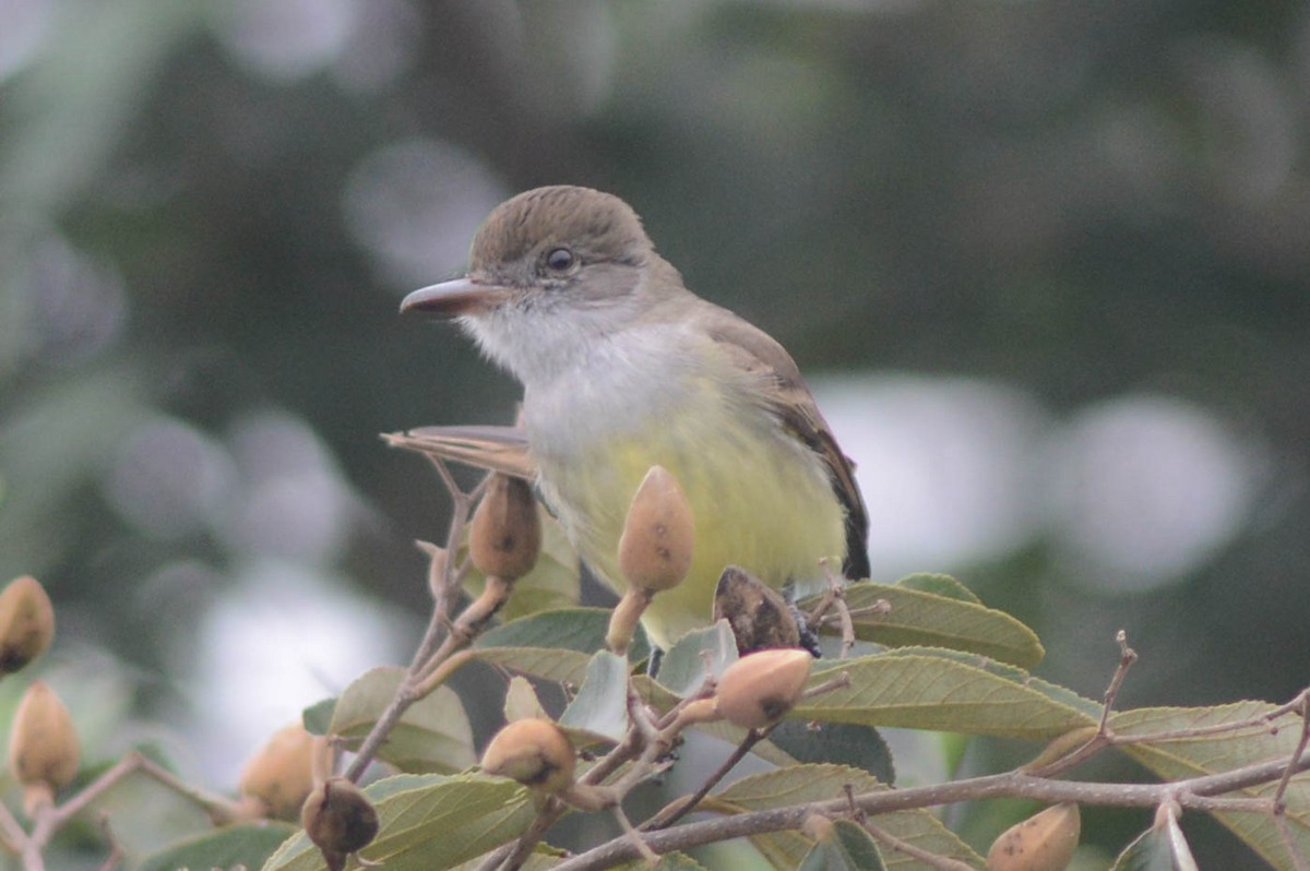Short-crested Flycatcher - ML638420821
