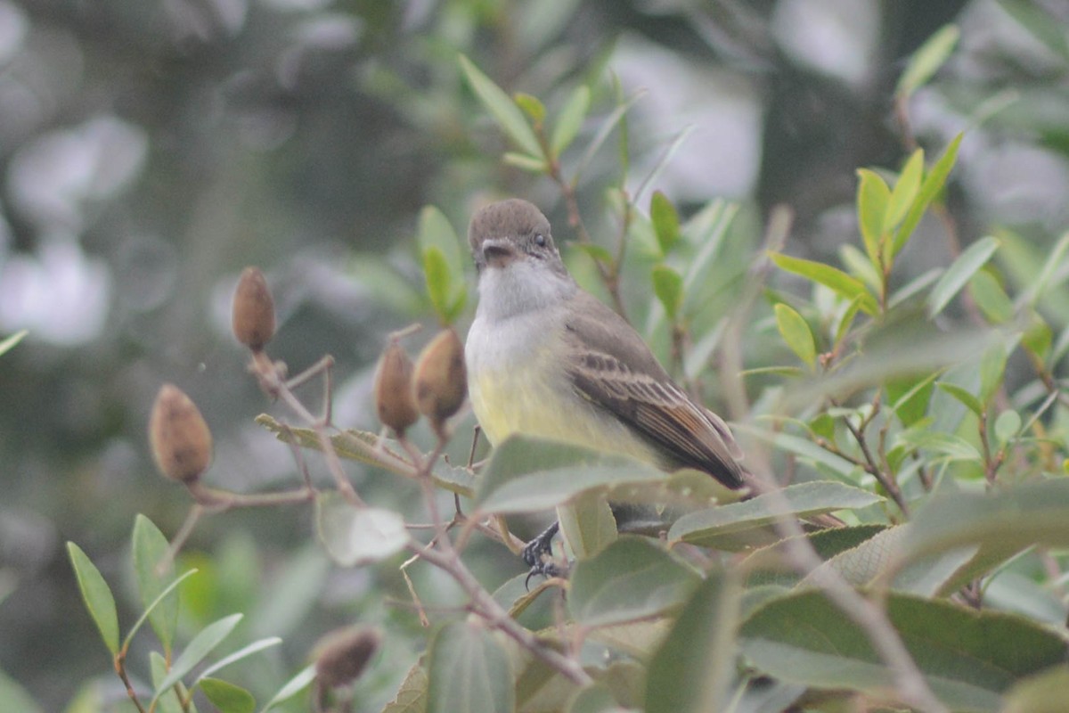 Short-crested Flycatcher - ML638420822