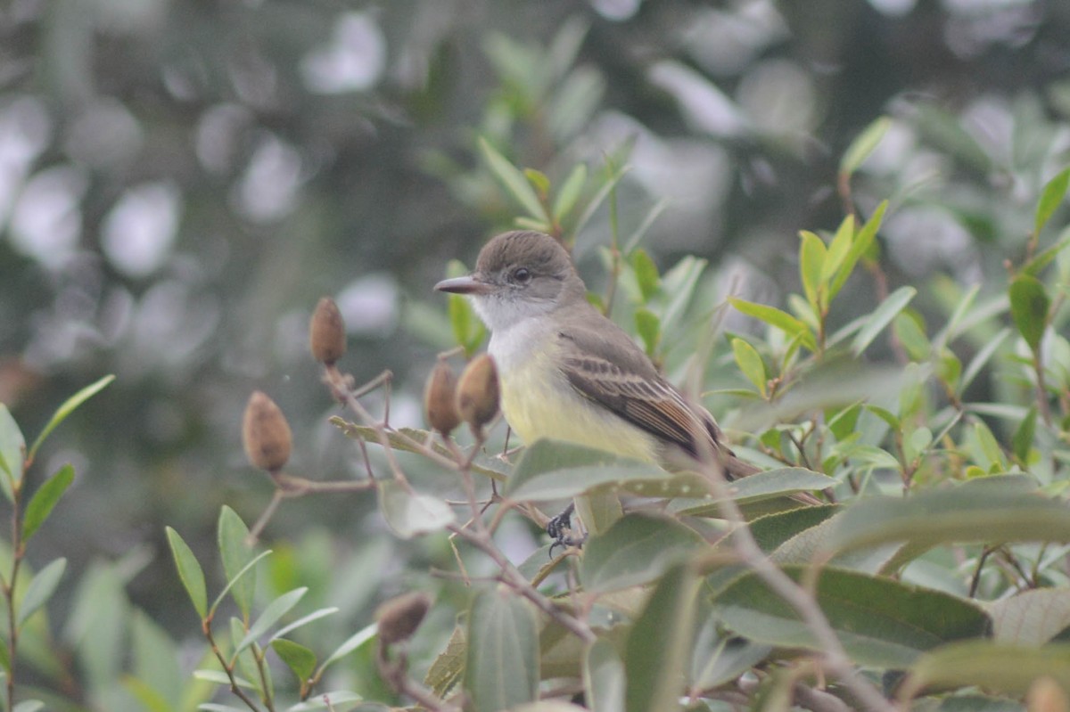 Short-crested Flycatcher - ML638420823