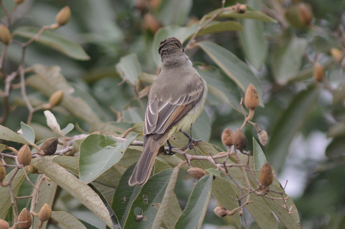 Short-crested Flycatcher - ML638420824