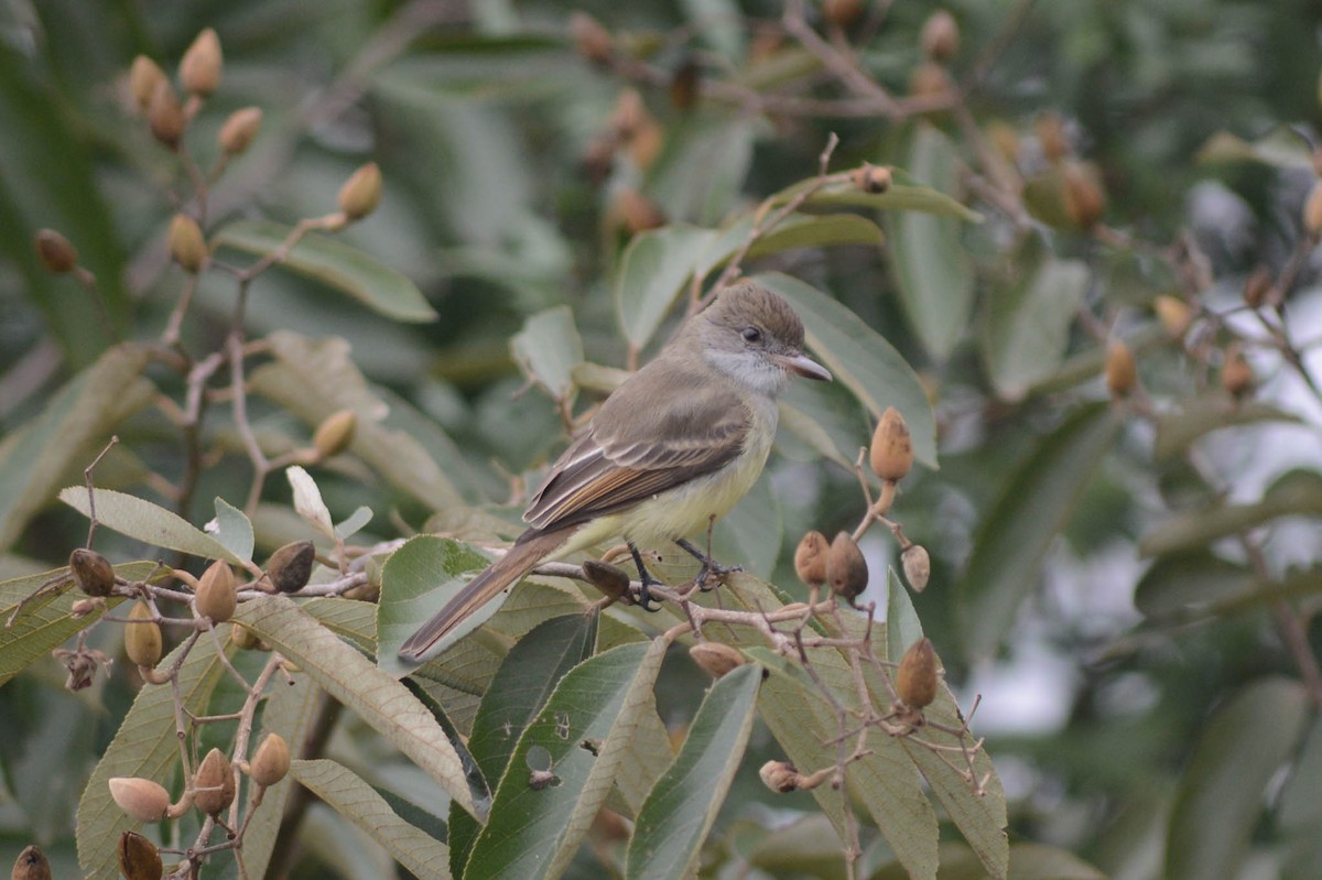Short-crested Flycatcher - ML638420825