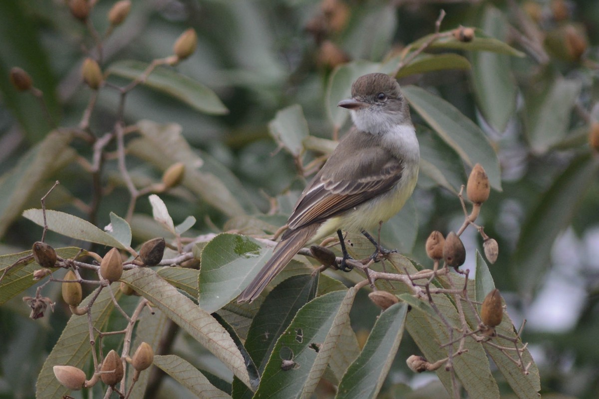 Short-crested Flycatcher - ML638420826