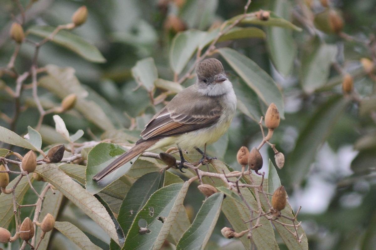 Short-crested Flycatcher - ML638420827