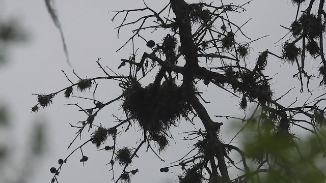 Scissor-tailed Flycatcher - ML638420828