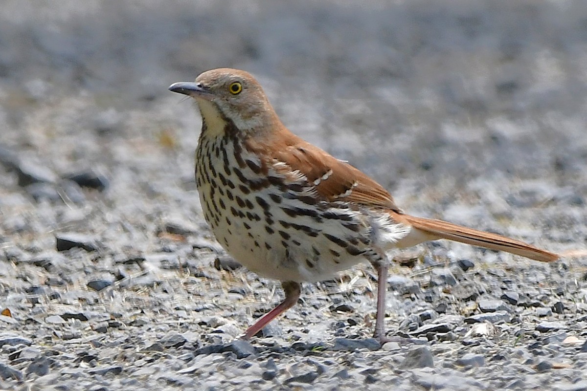 Brown Thrasher - ML638420832