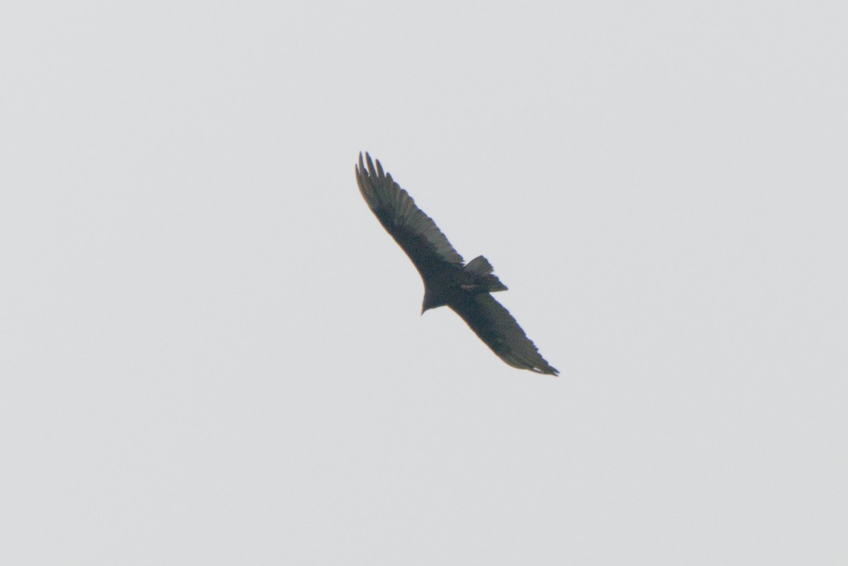 Turkey Vulture - ML638420836
