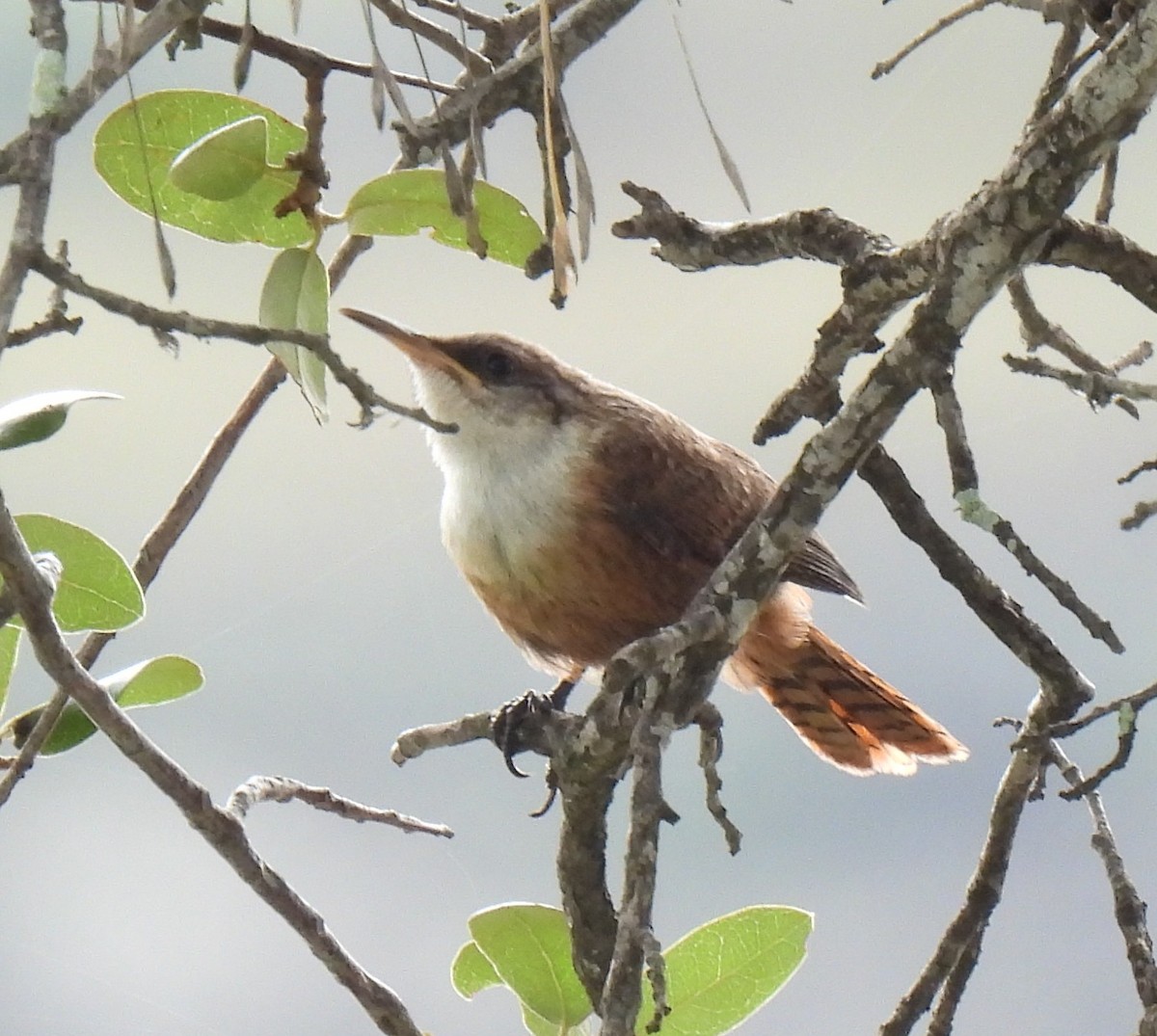 Canyon Wren - ML638420858