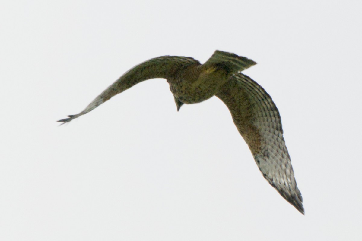 Red-shouldered Hawk - ML638420869