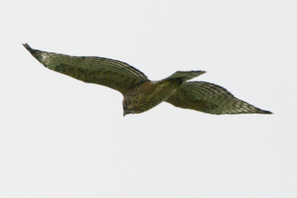 Red-shouldered Hawk - ML638420870