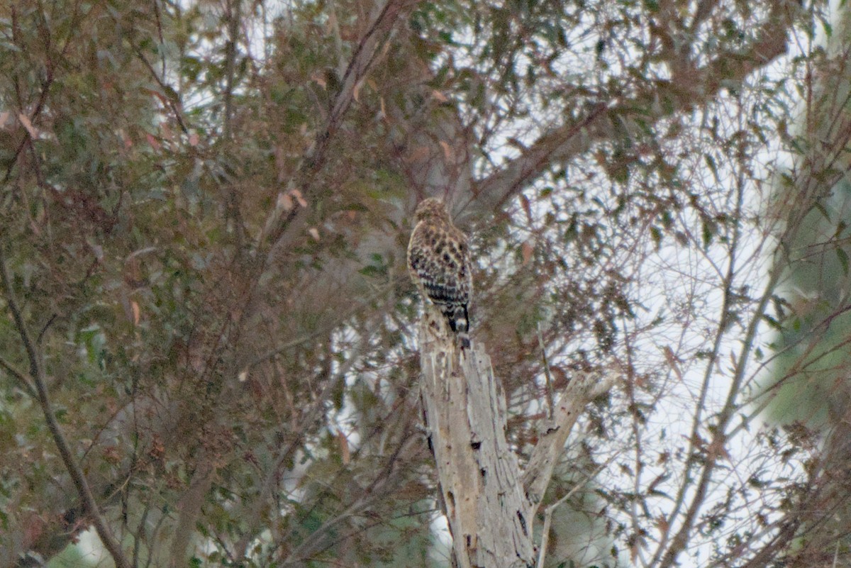 Red-shouldered Hawk - ML638420871