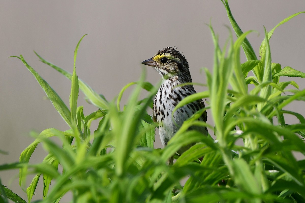 Savannah Sparrow - ML638420872