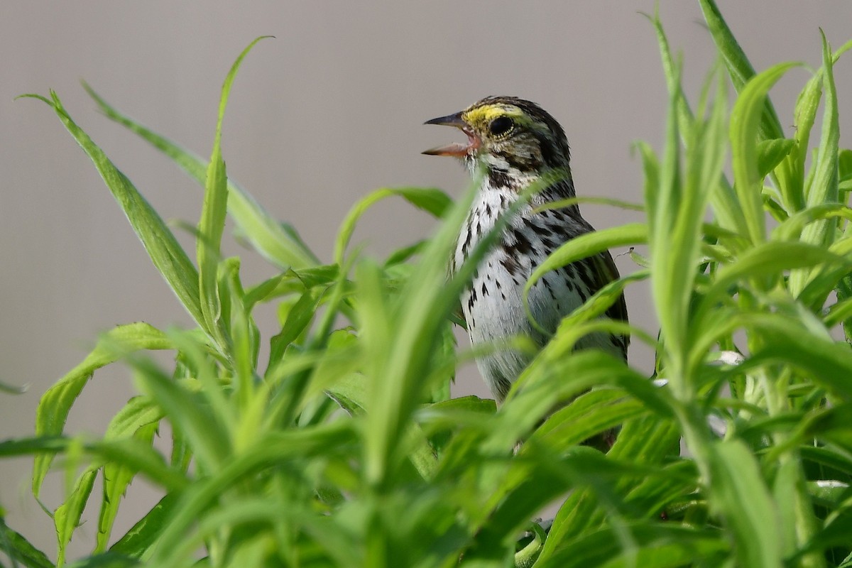 Savannah Sparrow - ML638420881
