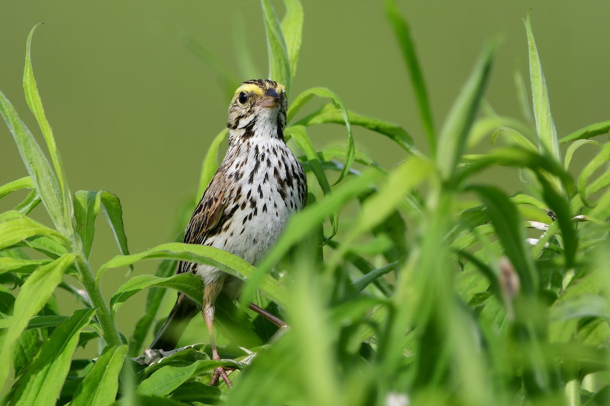 Savannah Sparrow - ML638420908
