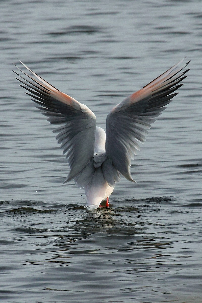 Slender-billed Gull - ML63842091