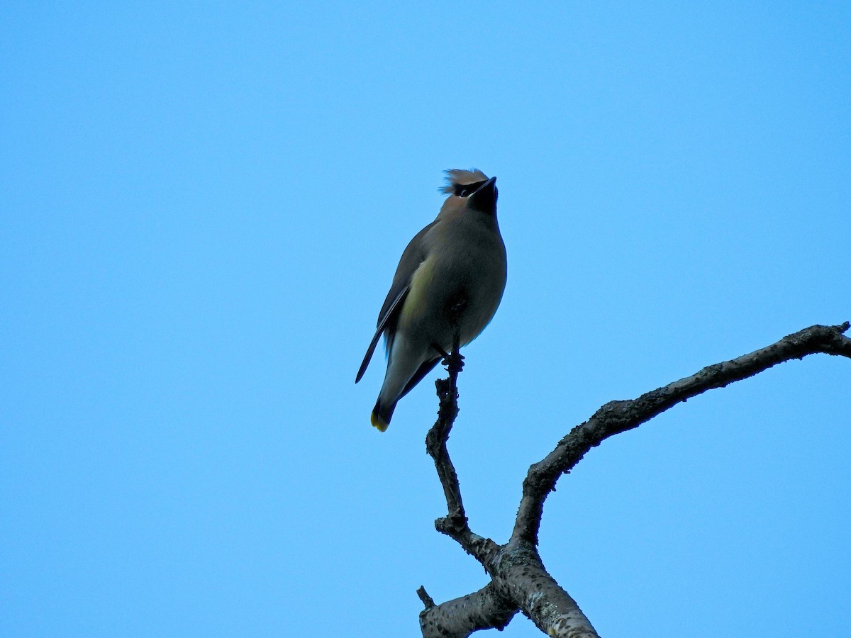 Cedar Waxwing - ML638420910