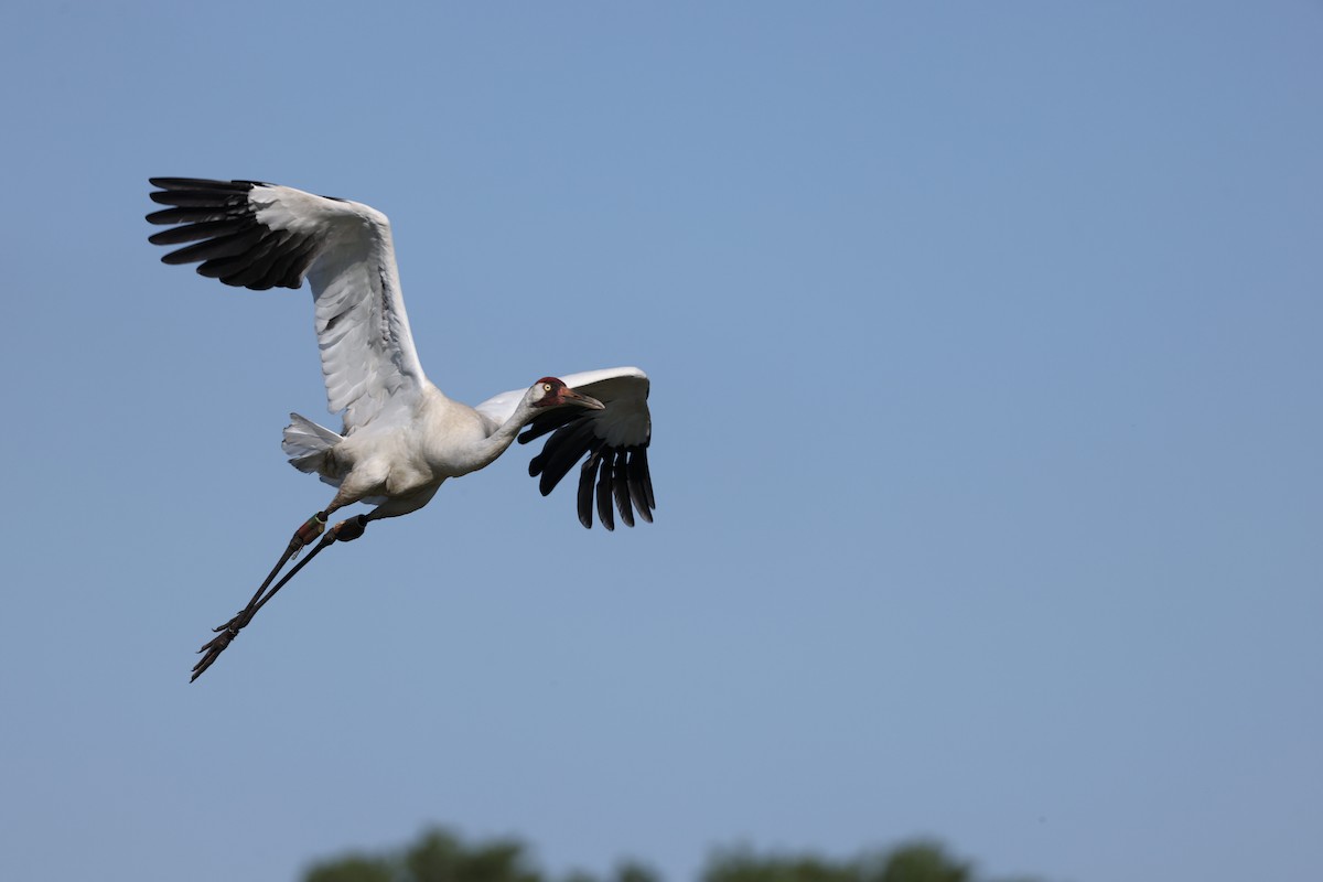 Whooping Crane - ML638420917