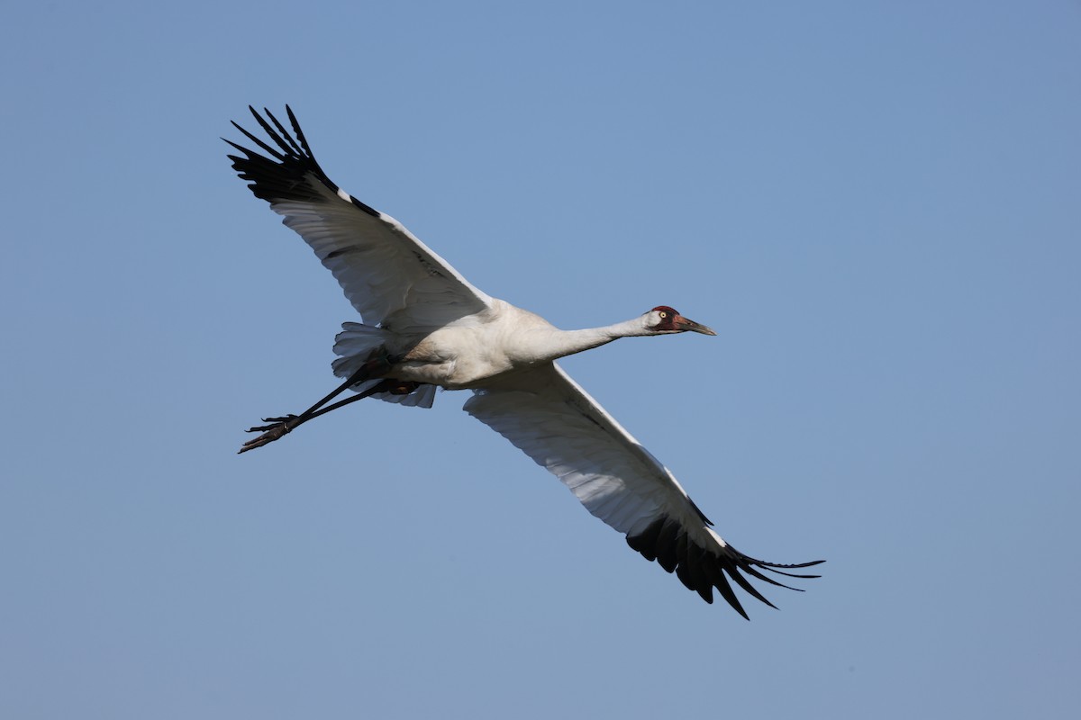 Whooping Crane - ML638420919
