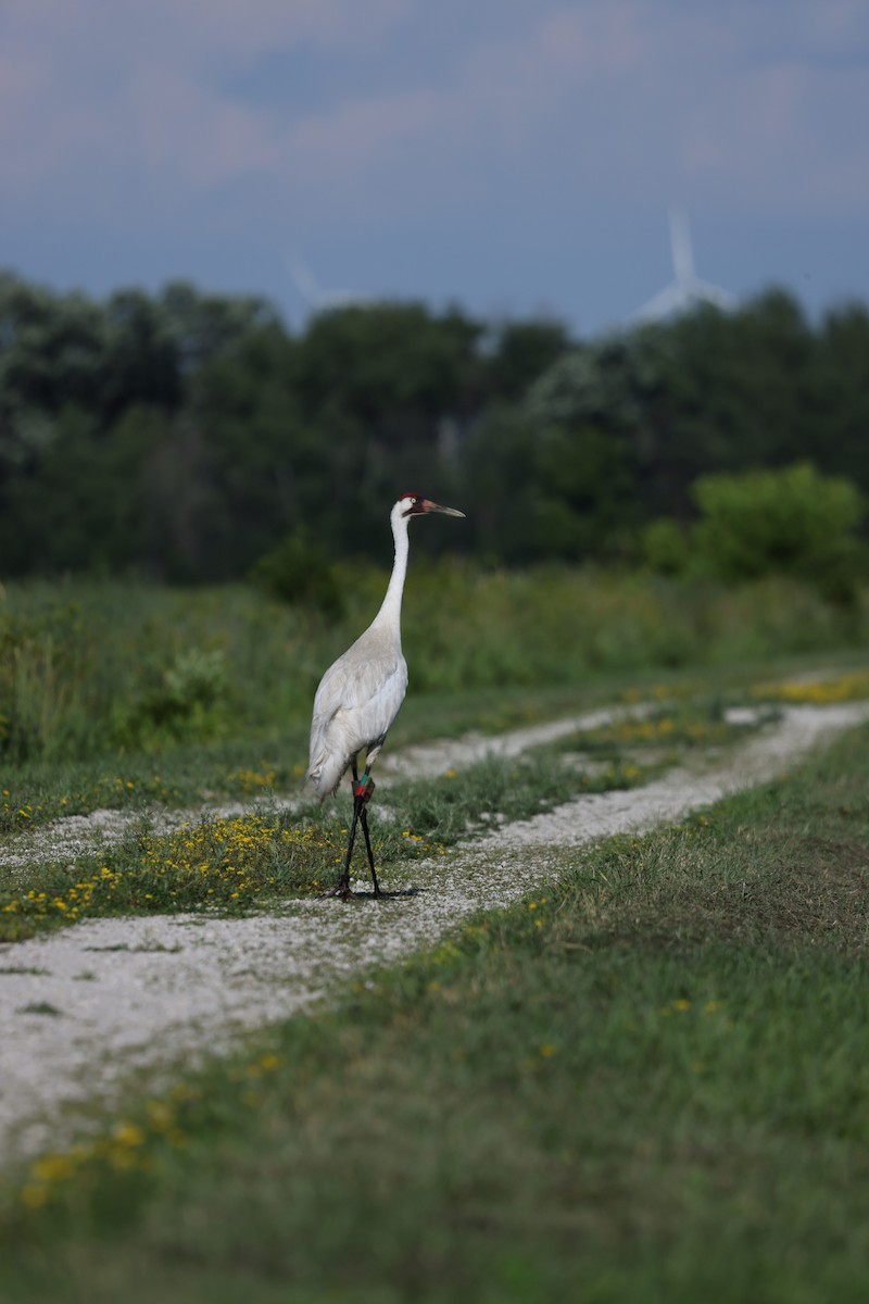 Whooping Crane - ML638420920