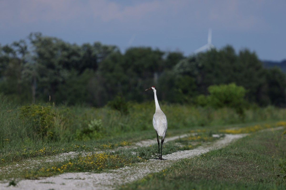 Whooping Crane - ML638420921