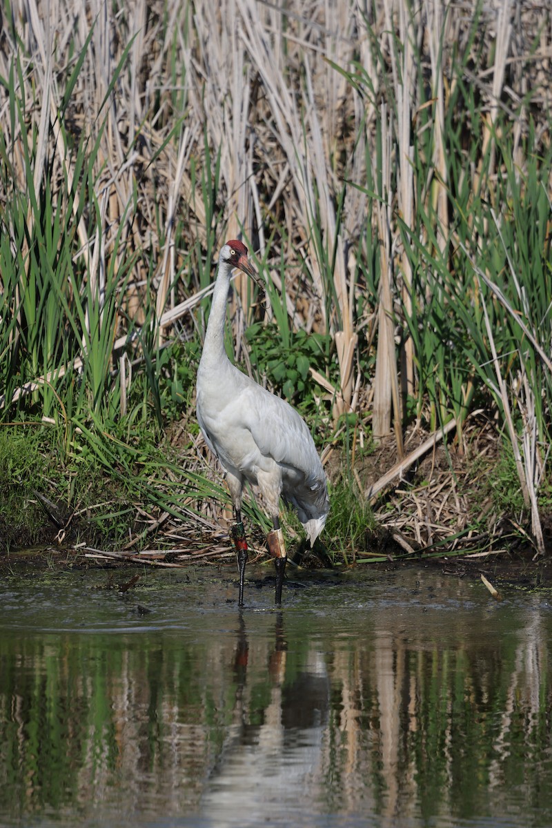 Whooping Crane - ML638420927