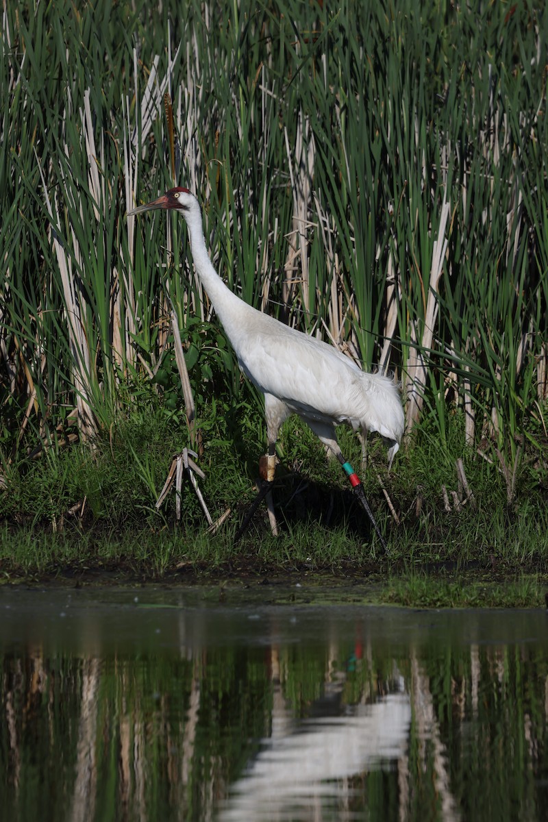 Whooping Crane - ML638420928