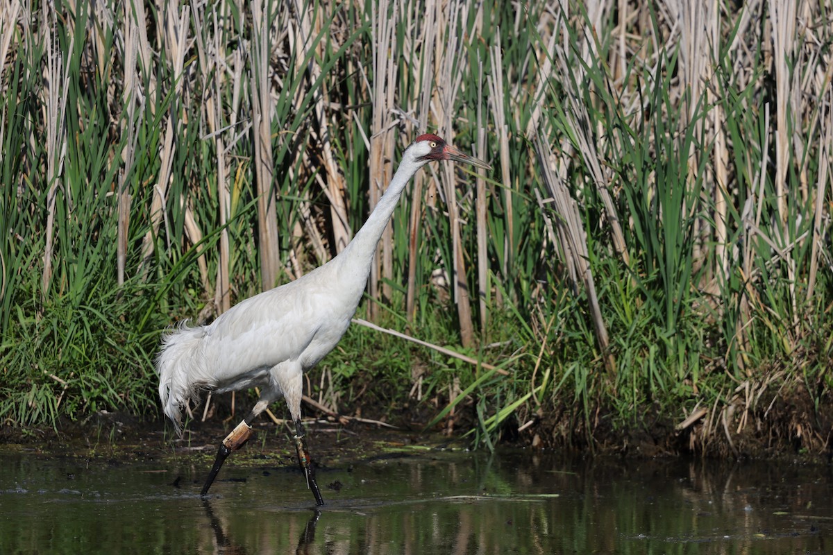 Whooping Crane - ML638420929