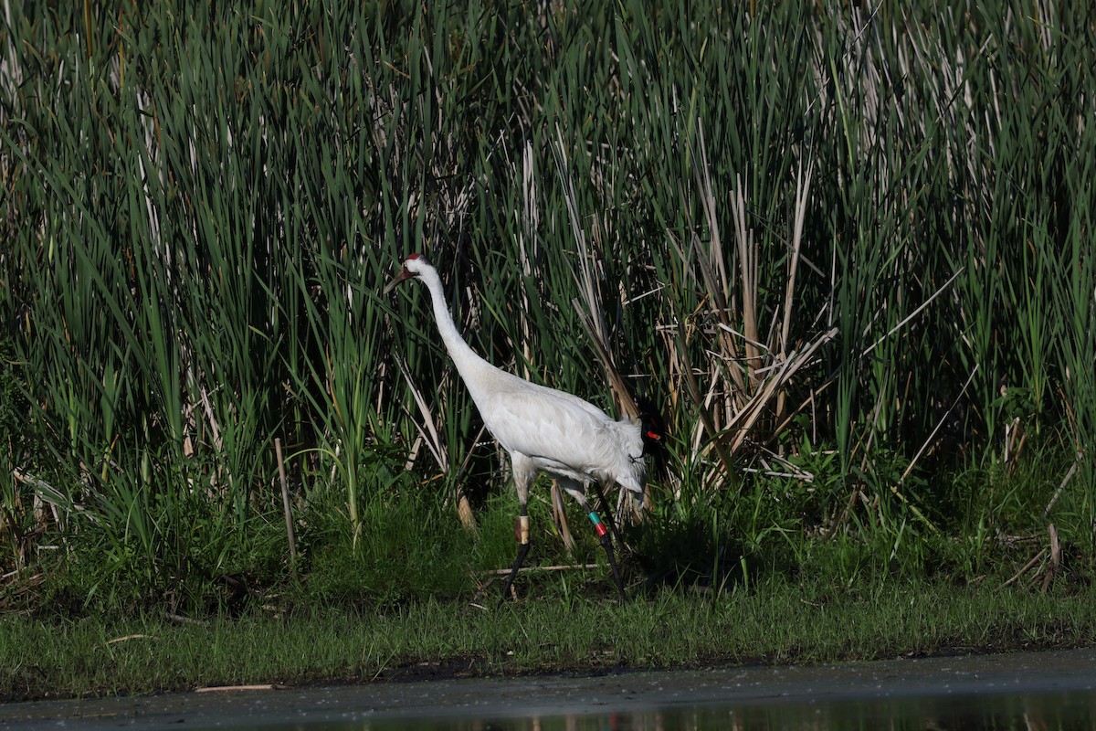 Whooping Crane - ML638420931