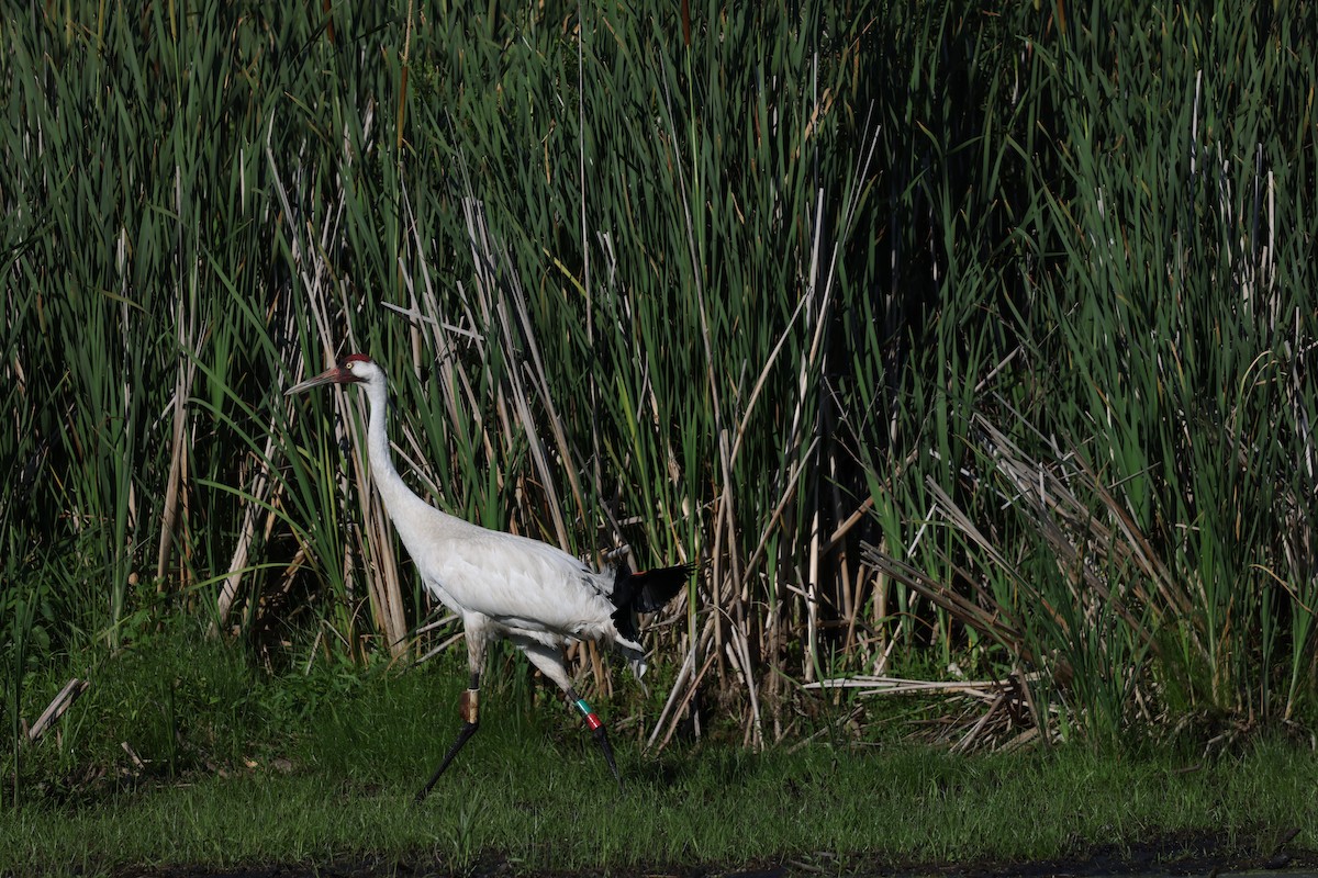 Whooping Crane - ML638420932