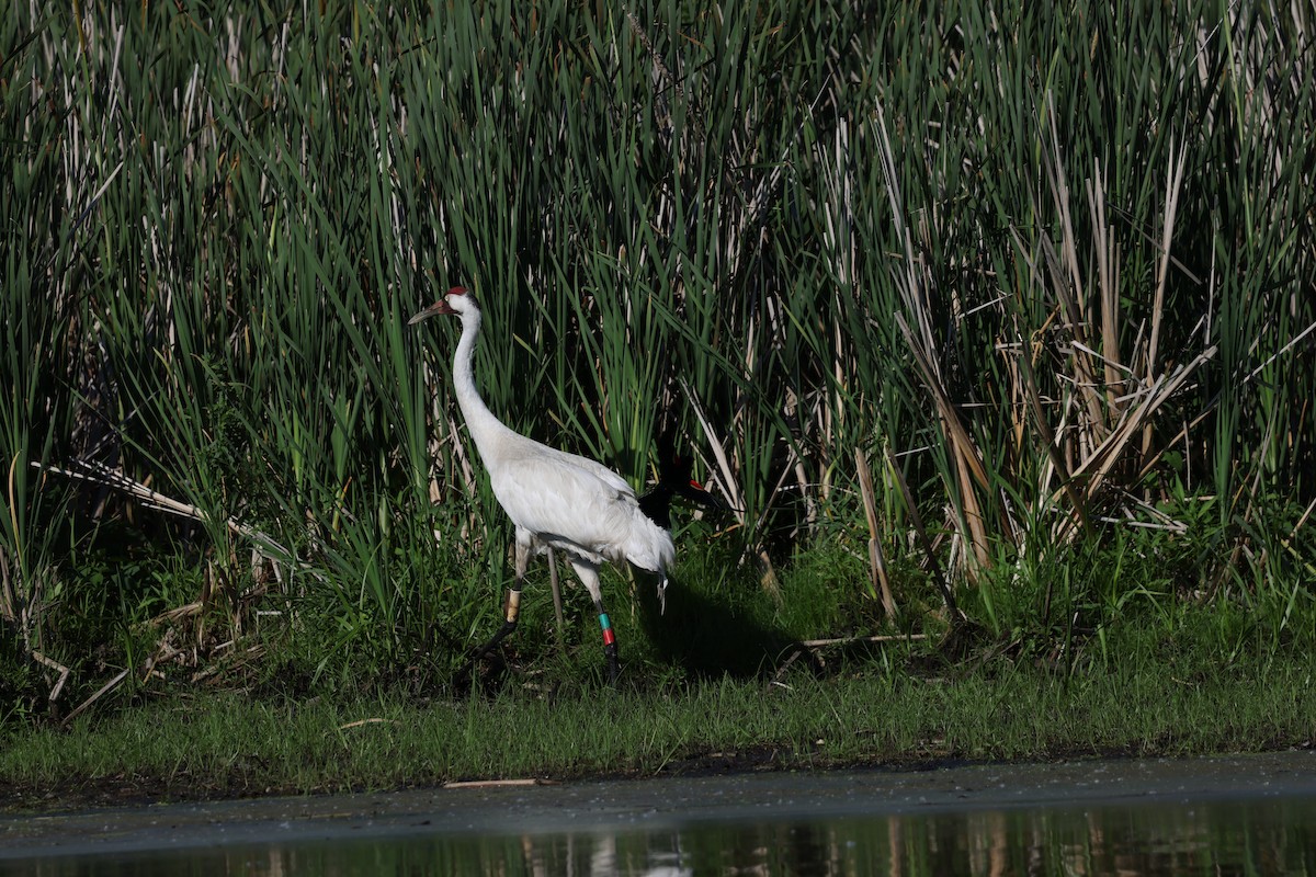 Whooping Crane - ML638420933