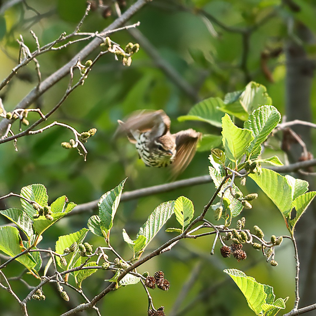 Northern Waterthrush - ML638420945