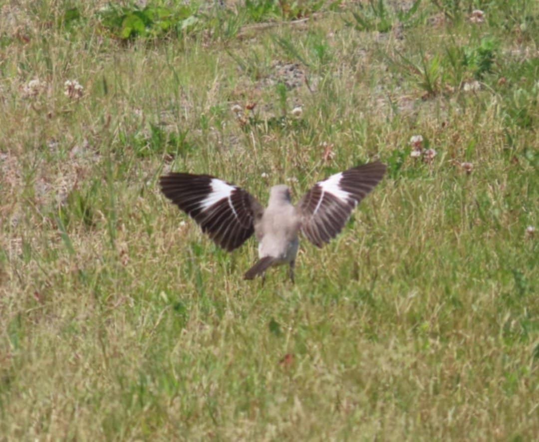 Northern Mockingbird - ML638420967