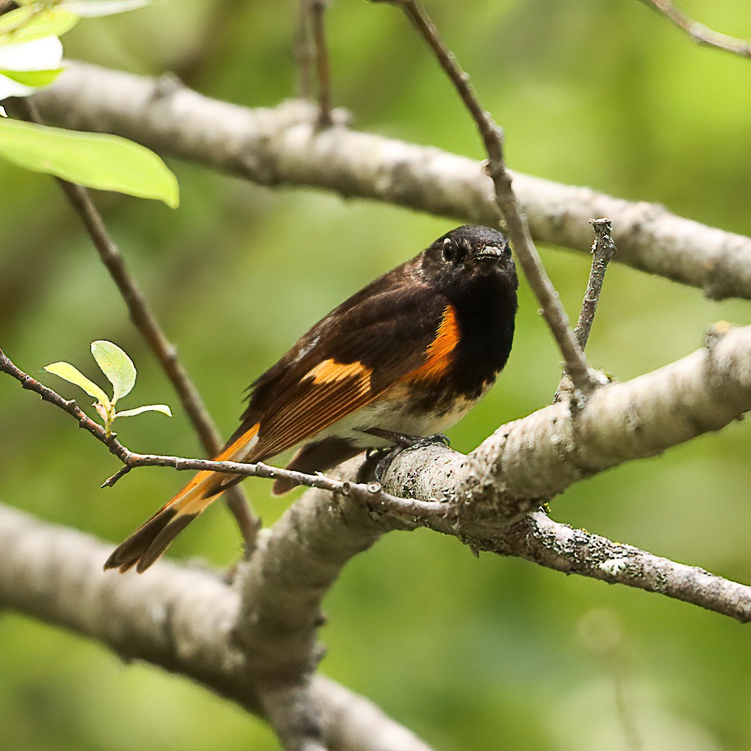 American Redstart - ML638420972