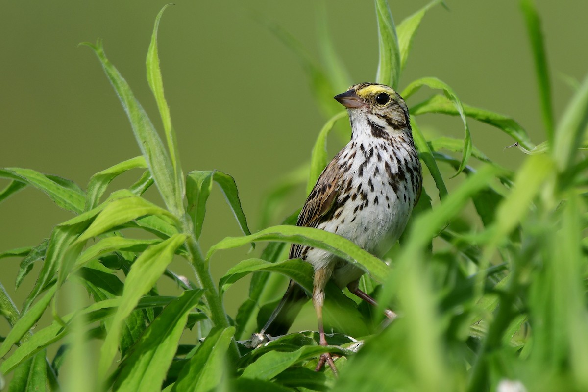 Savannah Sparrow - ML638420974