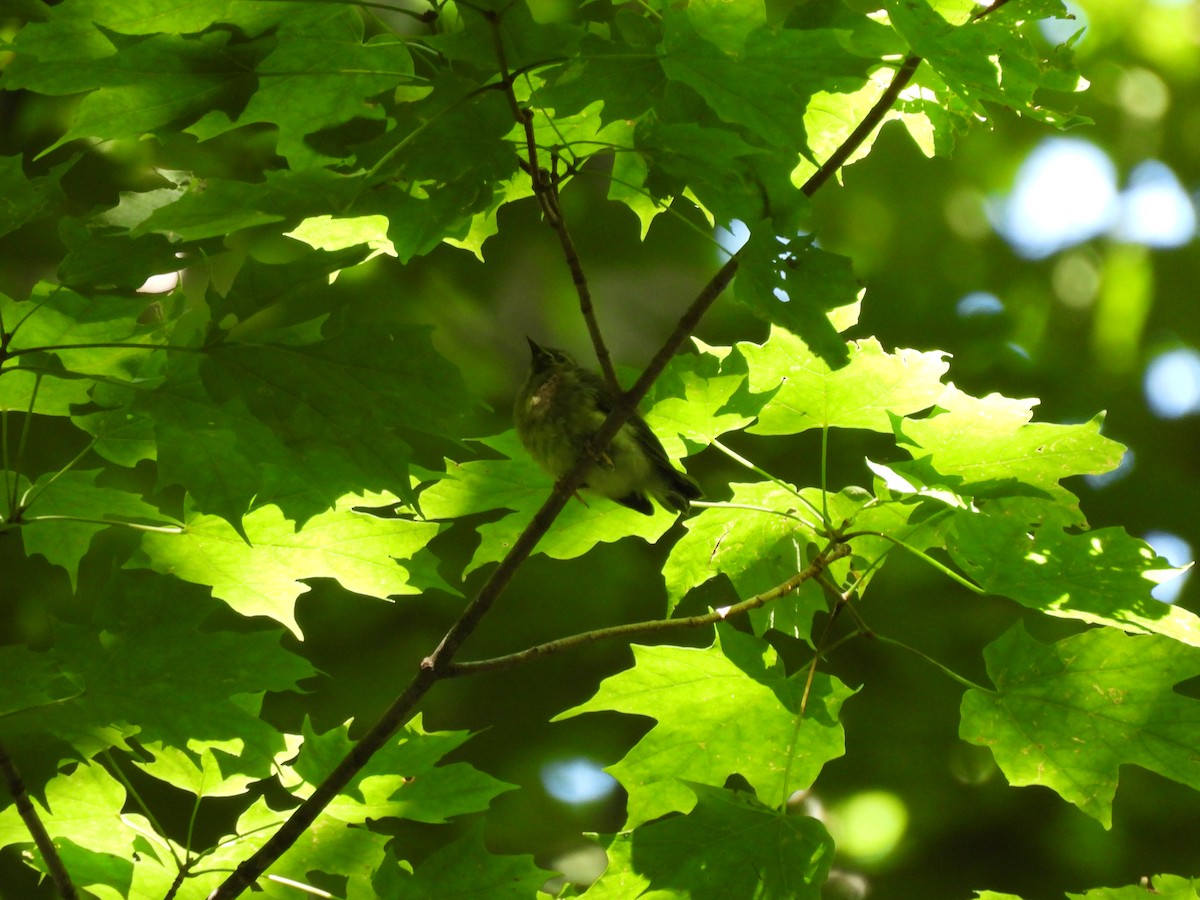 Black-throated Blue Warbler - ML638420978