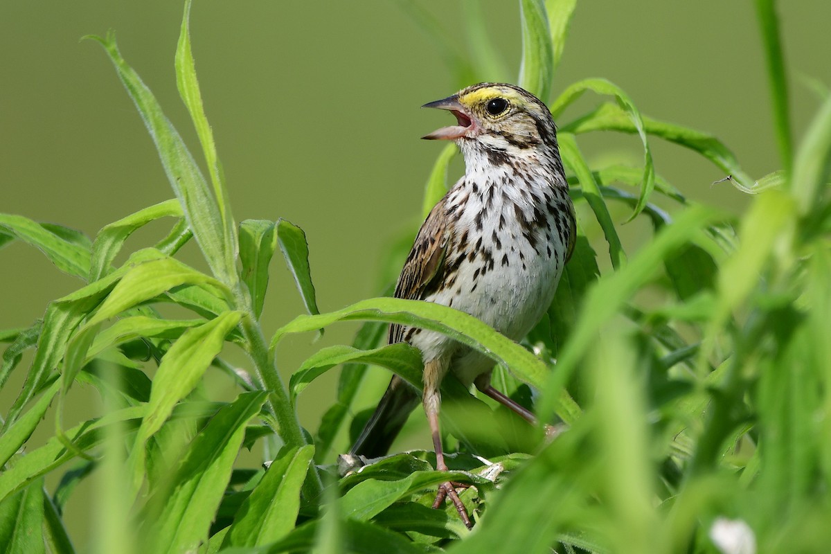 Savannah Sparrow - ML638420979