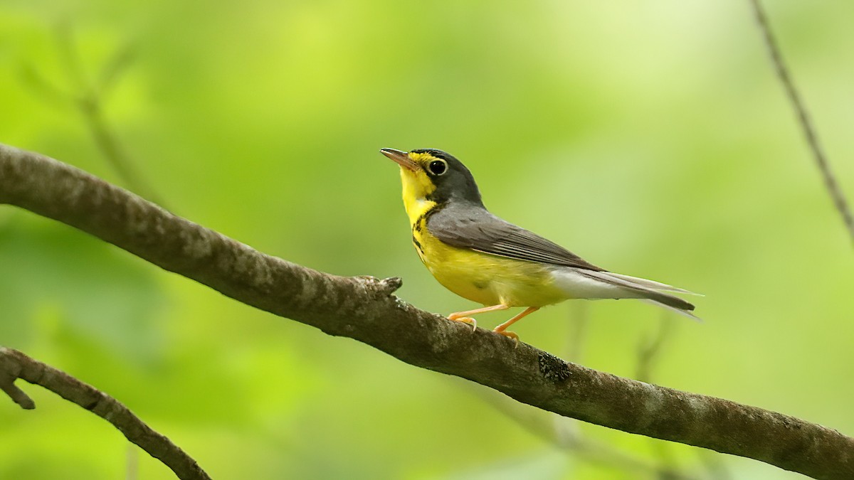 Canada Warbler - ML638420991