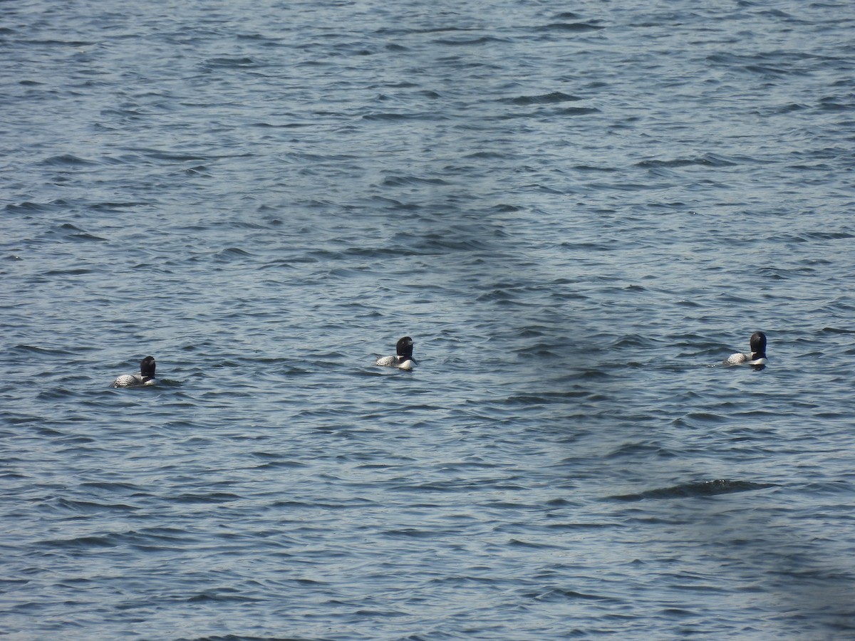 Common Loon - ML638420995