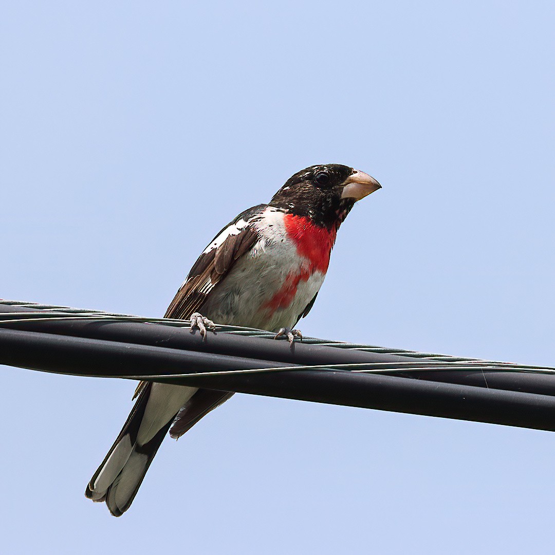 Rose-breasted Grosbeak - ML638420999