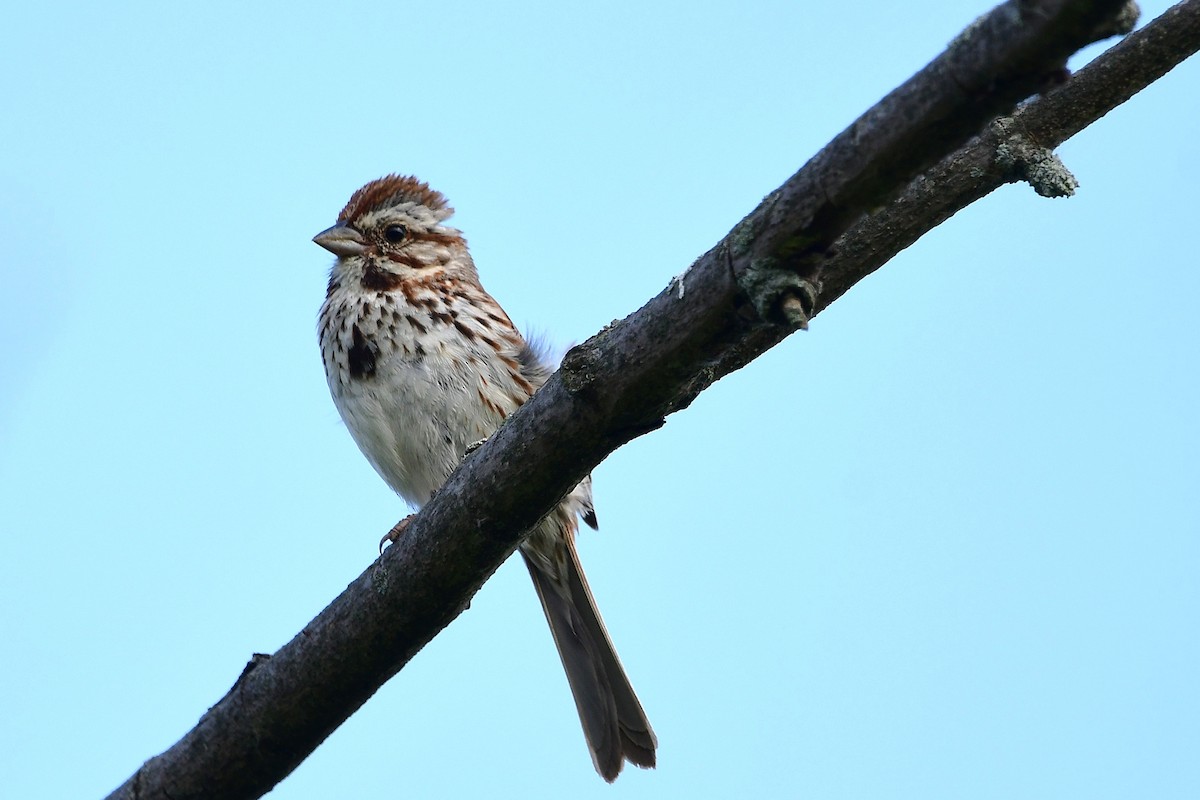 Song Sparrow - ML638421006