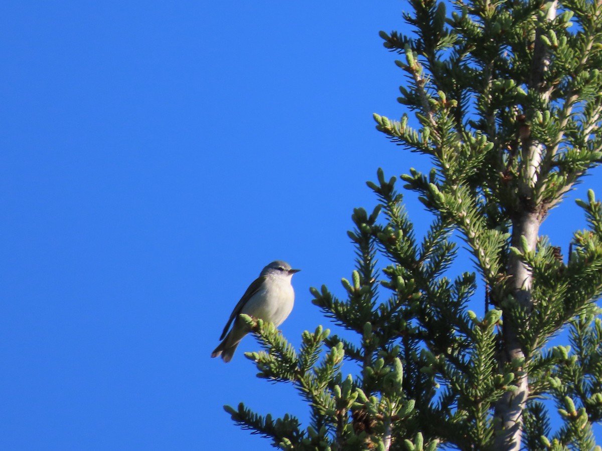 Tennessee Warbler - ML638421023