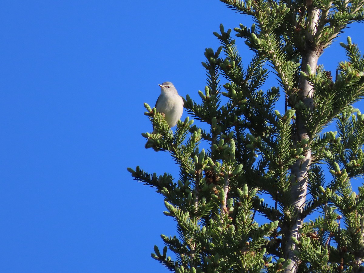 Tennessee Warbler - ML638421040