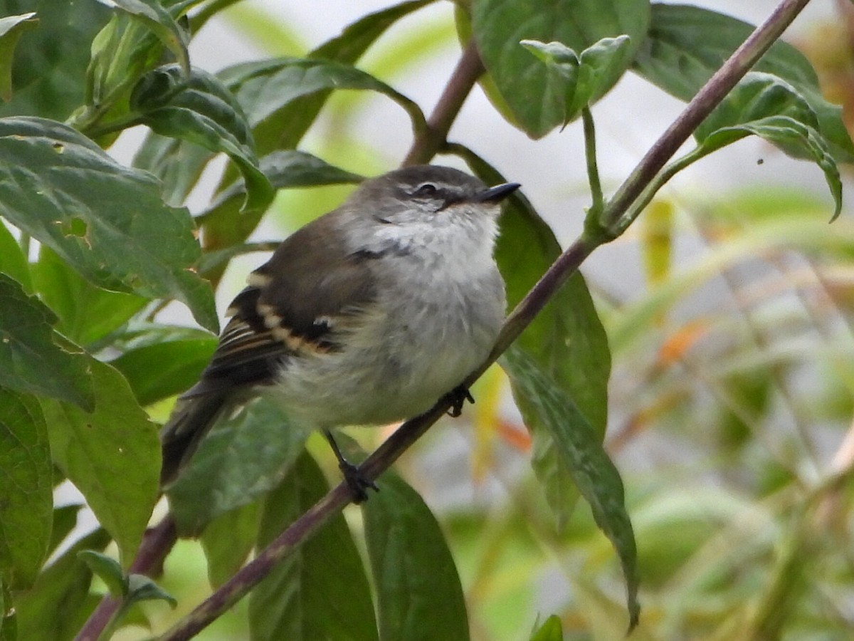 White-throated Tyrannulet - ML638421045