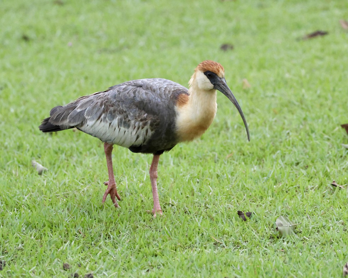 Buff-necked Ibis - ML638421063