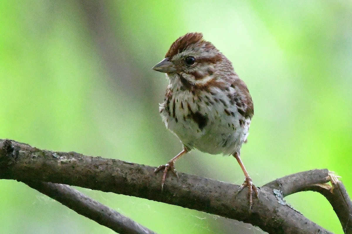 Song Sparrow - ML638421068