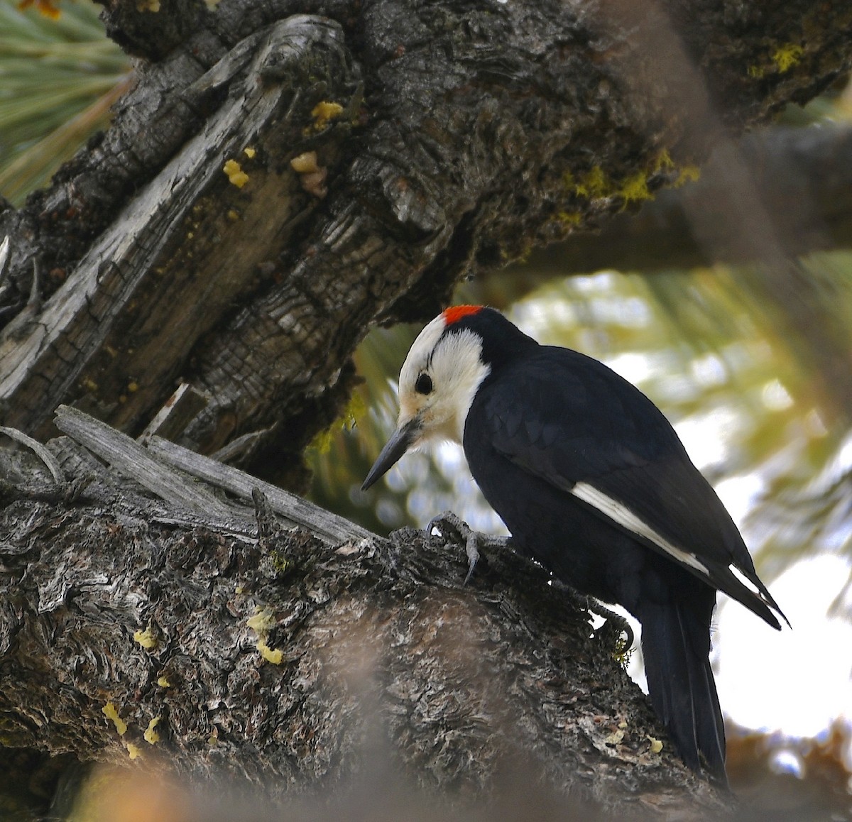 White-headed Woodpecker - ML638421070